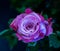 Outdoor macro of a violet red pink veined rose blossom on natural blurred green background