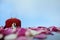 Outdoor marriage wedding concept, bride and groom walking in front of opened ring box on red white rose flower pile