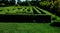 outdoor maze for kids. he planted hornbeams in a row in a hedge