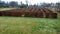 Outdoor maze for kids. he planted hornbeams in a row in a hedge. the plants are mulched. there is a gray gravel road between the l