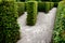 Outdoor maze for kids. planted hornbeams in a row in hedge. plants are mulched. there is a gray gravel road between lines. in wint