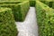Outdoor maze for kids. planted hornbeams in a row in hedge. plants are mulched. there is a gray gravel road between lines. in wint
