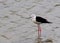 Outdoor Nature Macau Coloane Migratory Bird Watching Birds Macao Birdwatching Crane Catching Fish Black-winged Stilt Himantopus