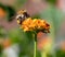 Outdoor nature wildlife color bumblebee on a lantana macro of a single isolated verbenaceae blossom