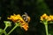 Outdoor nature wildlife color macro of a single isolated bumblebee sitting on the flowering yellow lantana / verbenaceae blossom