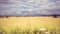 Outdoor overcast landscape view of fresh green and yellow growing wheat field with the trace of tractor or vehicle wheel mark, in