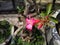 Outdoor Park. Backyard corner. Beautiful Adenium Obesum flower side view.