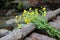 Outdoor picture of a bunch of yellow flowers in the forest