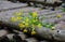 Outdoor picture of a bunch of yellow flowers in the forest