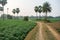 Outdoor picture of a fascinating, quiet, and beautiful village in West Bengal