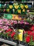 Outdoor plants and flowers on sale at a hardware store