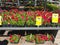 Outdoor plants and flowers on sale at a hardware store