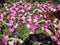 Outdoor plants and flowers on sale at a hardware store