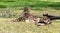 Outdoor portrait of African Cheetah wild cat resting on grass