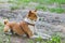 Outdoor portrait of basenji lying on the ground