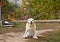 Outdoor portrait of a beautiful fawn labrador sitting in the garden. Pets on the street. Friend of human. Guide