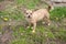 Outdoor portrait of brown wired haired terrier puppy