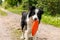 Outdoor portrait of cute funny puppy dog border collie catching frisbee in air. Dog playing with flying disk. Sports activity with