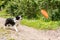 Outdoor portrait of cute funny puppy dog border collie catching frisbee in air. Dog playing with flying disk. Sports activity with