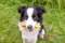 Outdoor portrait of cute smiling dog border collie holding rake on garden background. Funny puppy as gardener fetching rake for