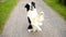 Outdoor portrait of cute smiling puppy border collie jumping, waiting for reward on park background. Little dog with