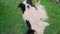 Outdoor portrait of cute smiling puppy border collie jumping, waiting for reward on park background. Little dog with