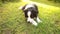 Outdoor portrait of cute smiling puppy border collie lying down on grass park background. Little dog with funny face in