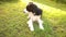 Outdoor portrait of cute smiling puppy border collie lying down on grass park background. Little dog with funny face in