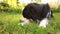 Outdoor portrait of cute smiling puppy border collie lying down on grass park background. Little dog with funny face in