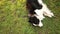 Outdoor portrait of cute smiling puppy border collie lying down on grass park background. Little dog with funny face in