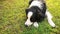 Outdoor portrait of cute smiling puppy border collie lying down on grass park background. Little dog with funny face in