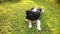 Outdoor portrait of cute smiling puppy border collie lying down on grass park background. Little dog with funny face in