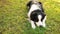 Outdoor portrait of cute smiling puppy border collie lying down on grass park background. Little dog with funny face in