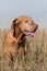 Outdoor portrait of a hunting dog