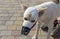 Outdoor portrait of mixed-breed dog in muzzle with bandaged snout