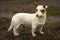 Outdoor portrait of stocky short-legged brave dog