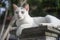 Outdoor portrait of a thai cat has sitting on pillar with blurred background, filtered image, selective focus