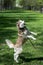 Outdoor portrait of a white and brown Siberian husky dog jumping, standing on hind legs, playing outside in the park