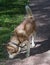 Outdoor portrait of a white and brown Siberian husky dog sniffing the ground, looking for something, tracking or hunting