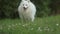 outdoor portrait of white dog on natural background, happy healthy japanese spitz puppy on a walk