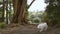 outdoor portrait of white dog on natural background, happy healthy japanese spitz puppy on a walk