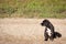 Outdoor Profile Dog Portrait