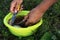 Outdoor recreation and fishing, hand cleaning of fresh small fish in a yellow bowl. Similar images.