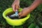 Outdoor recreation and fishing, hand cleaning of fresh small fish in a yellow bowl. Similar images.