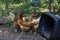 Outdoor red and brown chickens enjoying the warm summer day