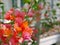 Outdoor reddish orange Bougainvillea flowers planted outside to decorate a house