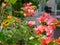 Outdoor reddish orange Bougainvillea flowers planted outside to decorate a house