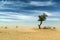 outdoor sand tree standing dune oman sky old desert rub al khali