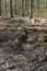 Outdoor scene featuring a hiking trail leading up a hill through a sparsely vegetated forest