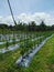 Outdoor scenery during day time with modern chilli farm with fertigation system.